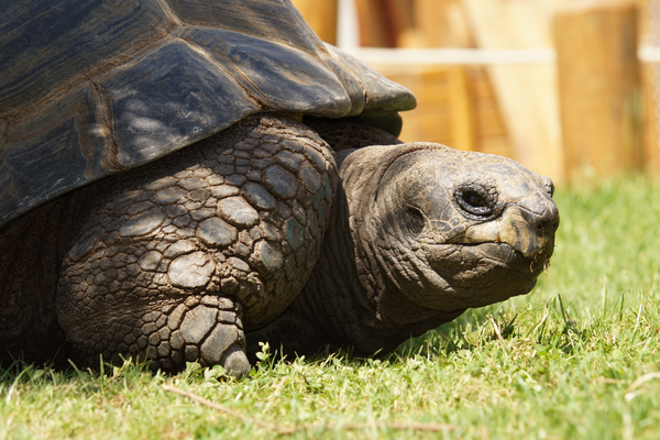 Seychellen Riesnschildkröte im Profil