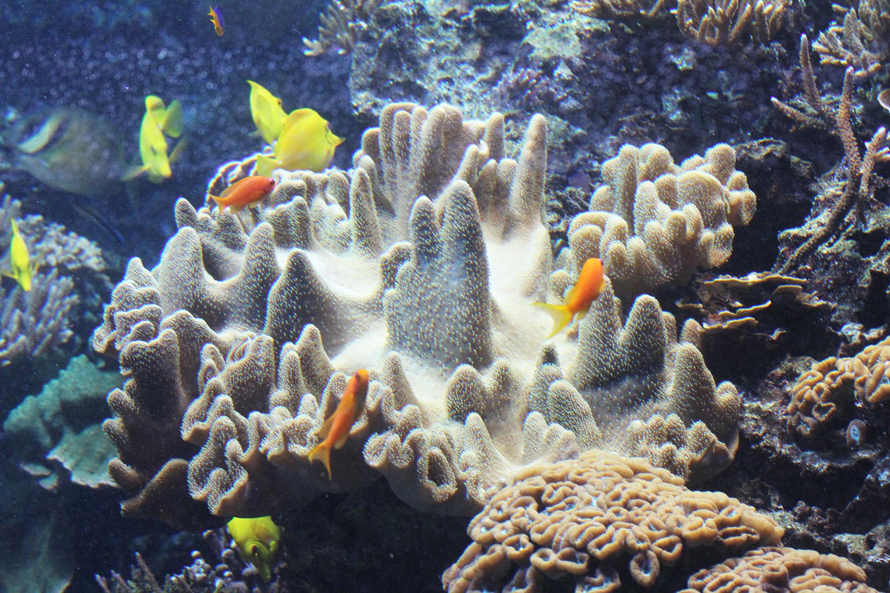 Lederkorallen im Tropen-Aquarium