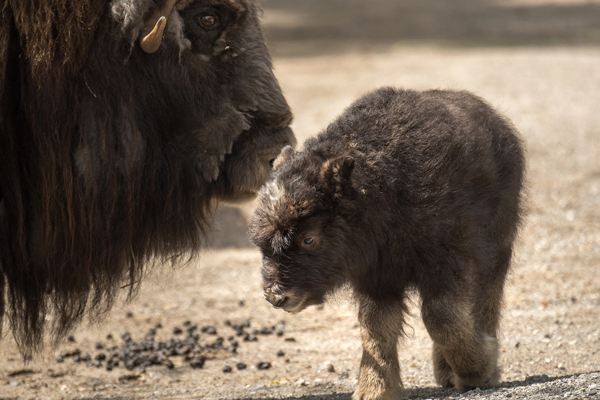 Foto: Tierpark Bern