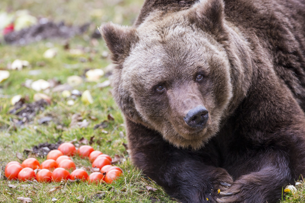 Foto: Tierpark Hellabrunn/Marc Müller