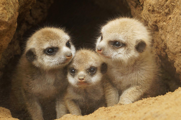 Foto: Tierpark Bochum