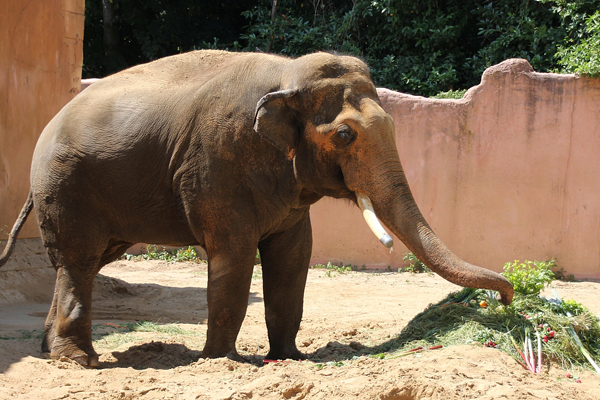 Foto: Erlebniszoo Hannover