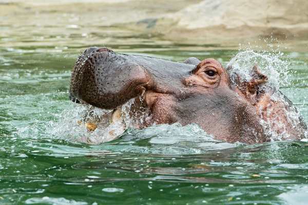 Foto: Tiergarten Schönbrunn/Daniel Zupanc