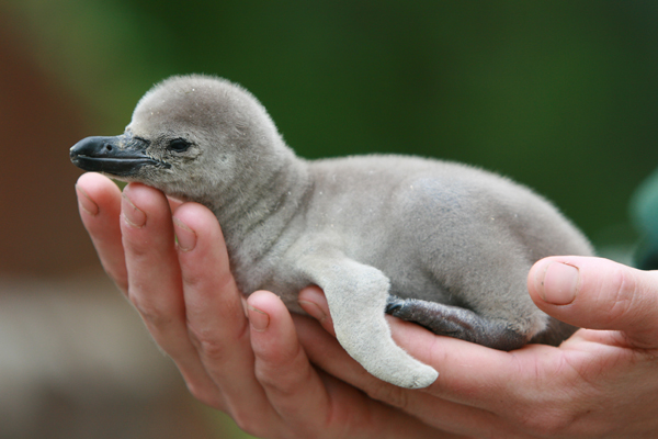 Foto: Zoo Landau