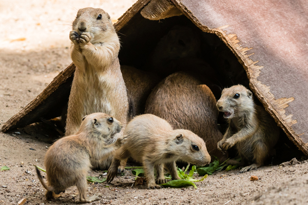 Foto: Zoo Heidelberg