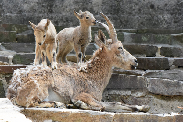 Foto: Grüner Zoo Wuppertal