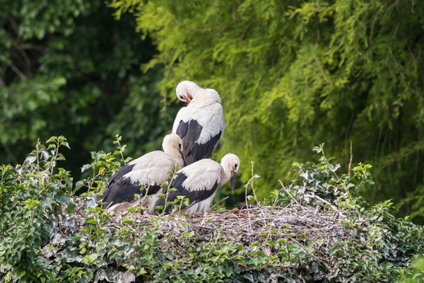 Foto: Zoo Basel