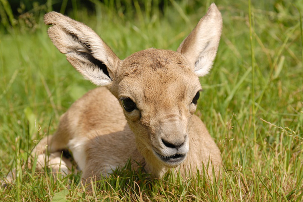 Foto: Tierpark Görlitz/Hammer