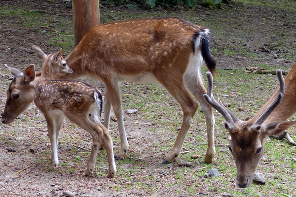 Foto: Zoo Neuwied