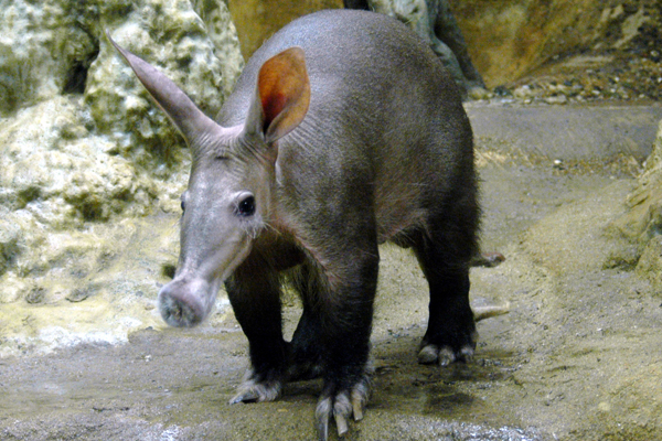 Foto: Zoo Frankfurt