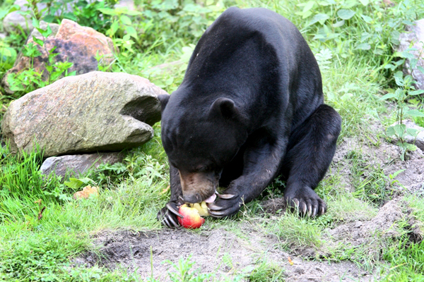 Foto: Burgers' Zoo Arnheim