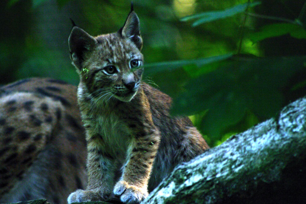 Foto: Tierpark Neumünster