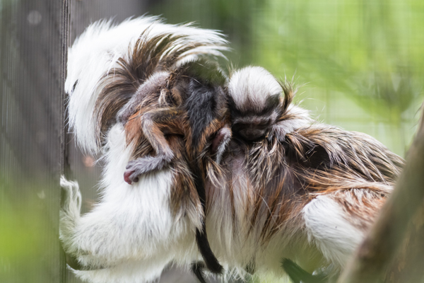 Foto: Zoo Basel