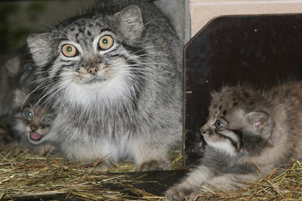 Foto: Tierpark Chemnitz/Riedel