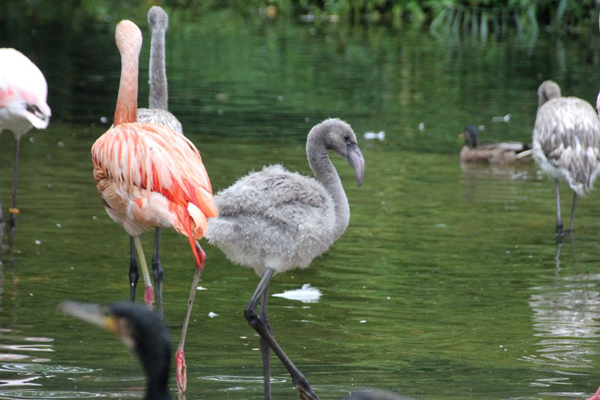 Foto: Erlebniszoo Hannover