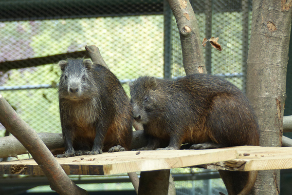 Foto: Zoo Neuwied