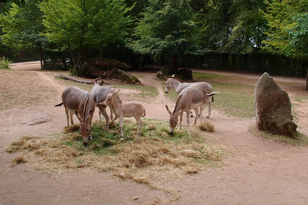 Foto: Tiergarten Nürnberg/Nicola A. Mögel