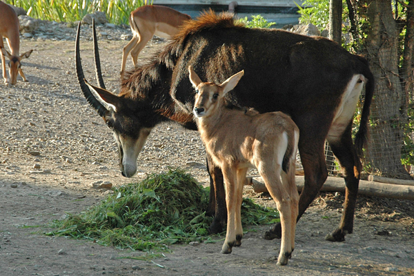 Foto: Zoopark Erfurt