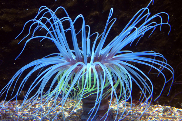 Foto: Aquazoo Löbbecke