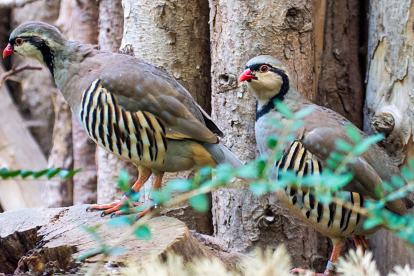 Foto: Zoo Dortmund/Marcel Stawinoga