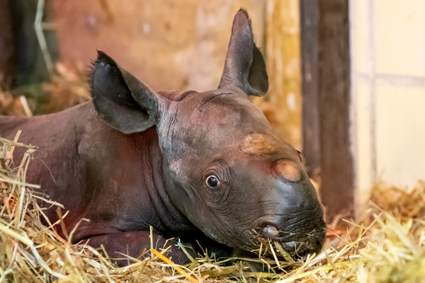 Foto: Zoo Berlin
