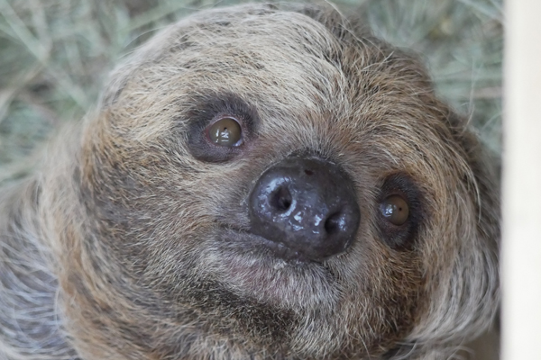 Foto: Zoo Hoyerswerda