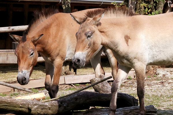 Foto: Tierwelt Herberstein/Martha Moritz