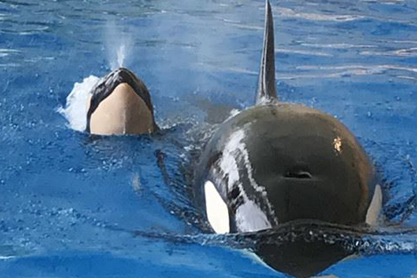 Foto: Loro Parque