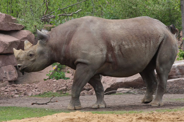 Foto: Zoo Magdeburg