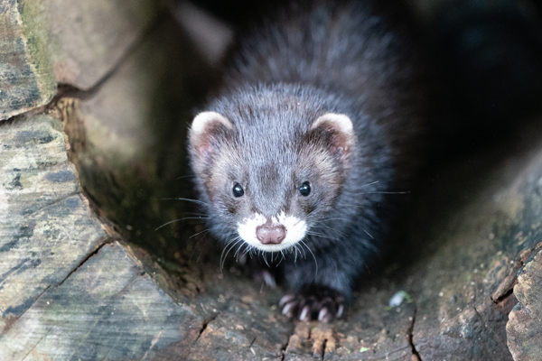 Foto: Natur- und Tierpark Goldau