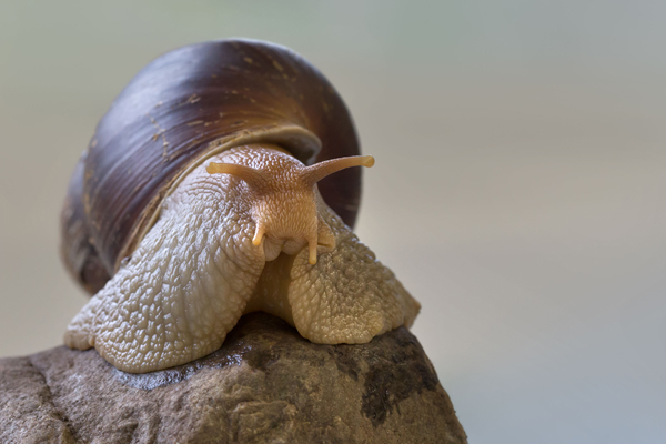 Foto: Walter Zoo
