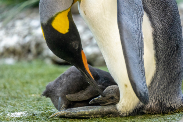 Foto: Zoo Zürich/Enzo Franchini