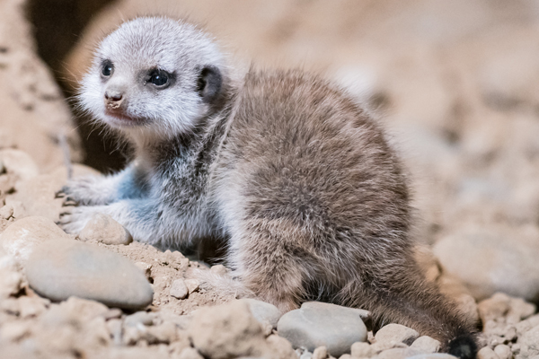 Foto: Zoo Basel