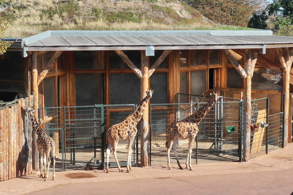 Foto: Zoo Magdeburg