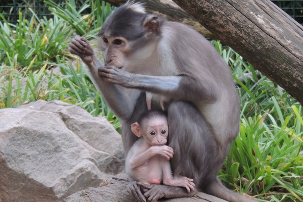 Foto: Zoo Landau