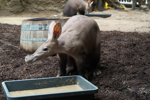 Foto: Kölner Zoo/Scheurer
