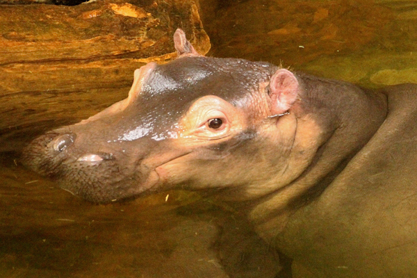 Foto: Erlebniszoo Hannover