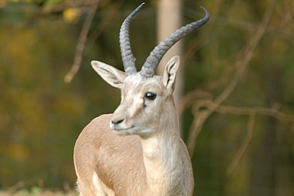 Foto: Tierpark Görlitz