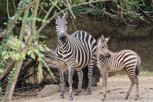 Foto: Zoo Basel