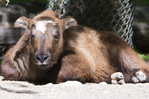 Foto: Tierpark Hellabrunn/Stefan Katzlinger