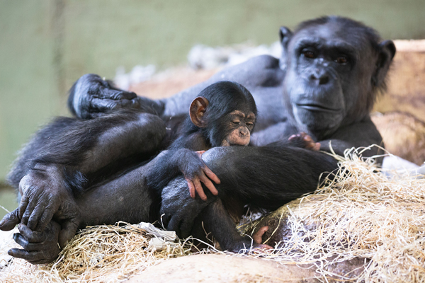 Foto: Walter Zoo