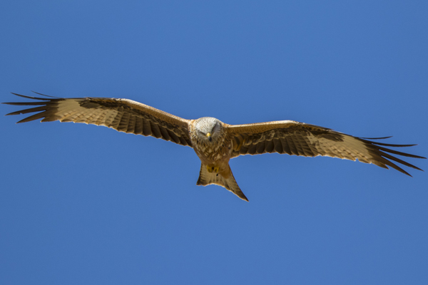 Foto: H. Glader