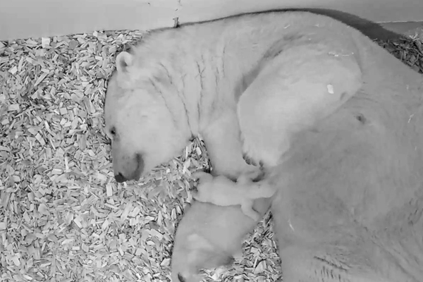 Foto: Tierpark Berlin