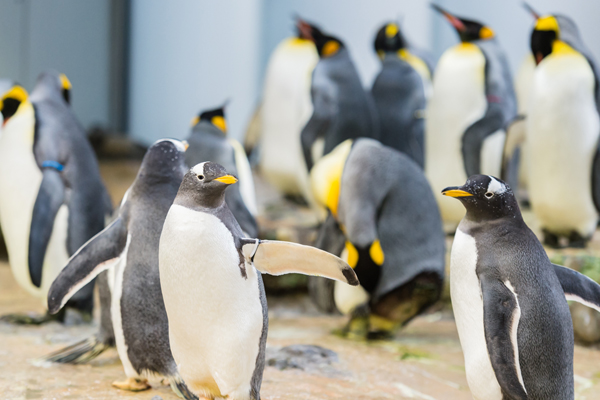 Foto: Zoo Basel