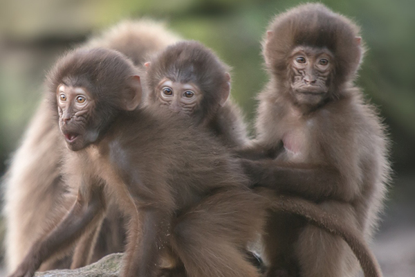 Foto: NaturZoo Rheine