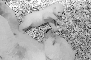 Eisbärin Tonja lebt im Tierpark Berlin und hat dort Mitte November ein Jungtier zur Welt gebracht