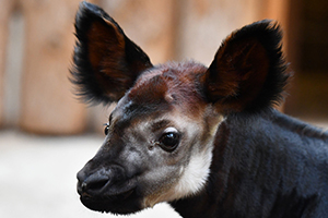 Foto: Grüner Zoo Wuppertal