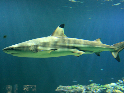 Foto: Tierpark Hellabrunn