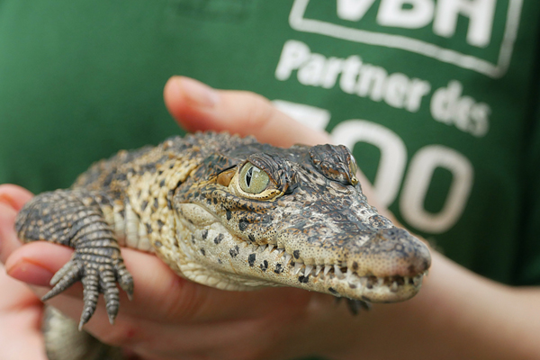 Foto: Zoo Hoyerswerda