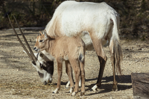 Foto: Zoo Zürich